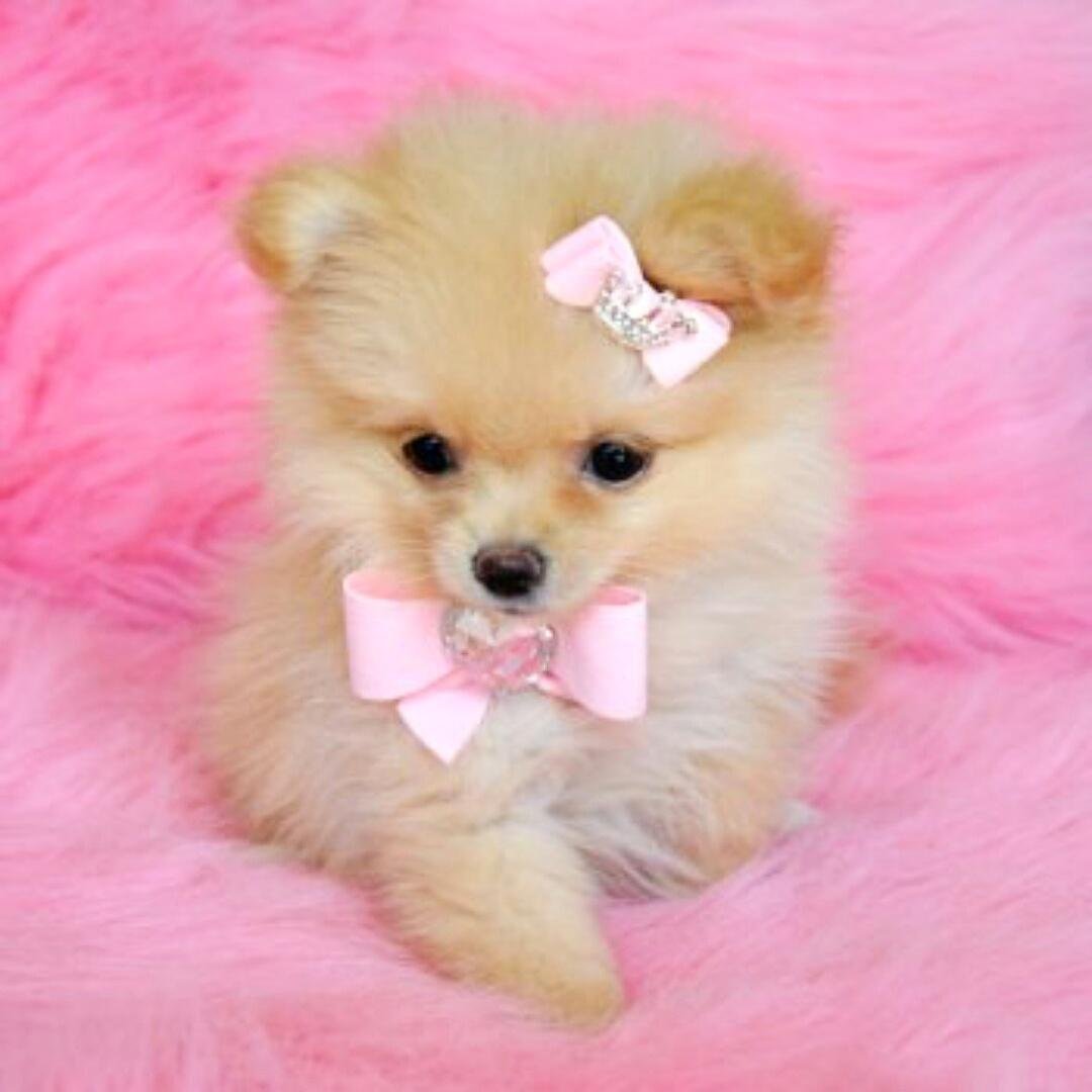 Трое померанский шпиц jiffpom