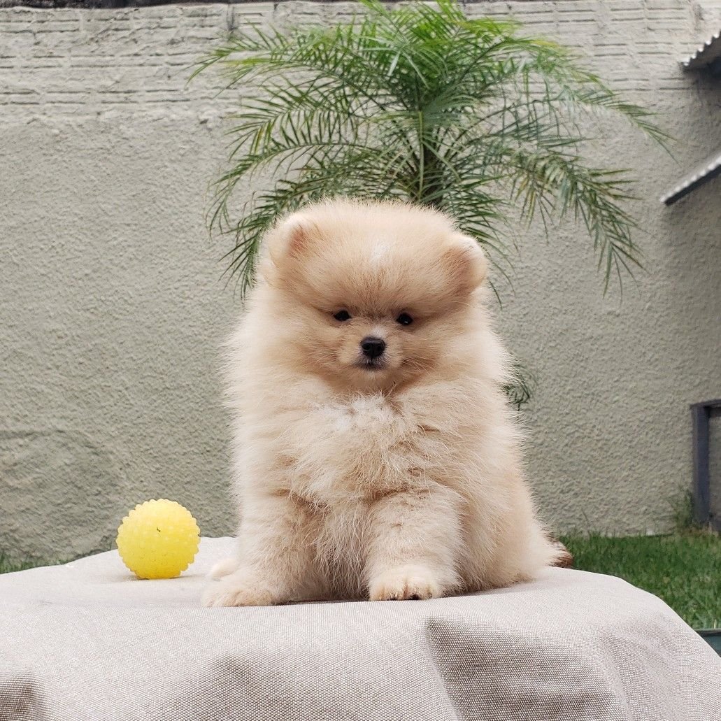 Собачку пушистую за 2000000