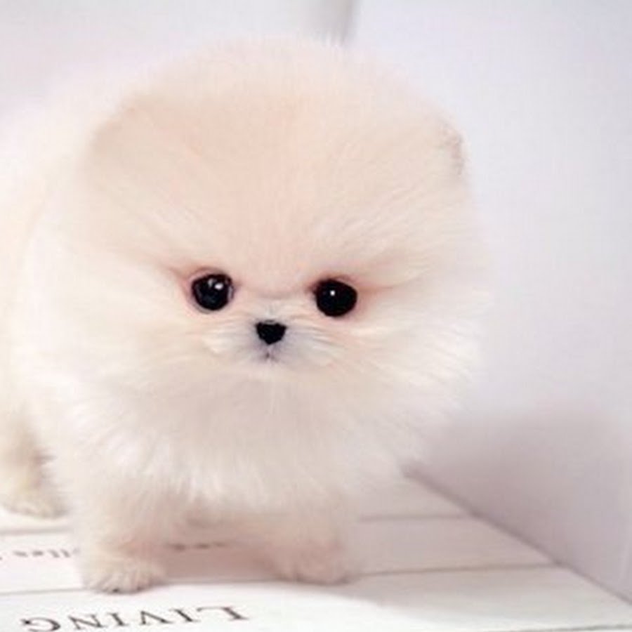 Teacup Pomeranian порода