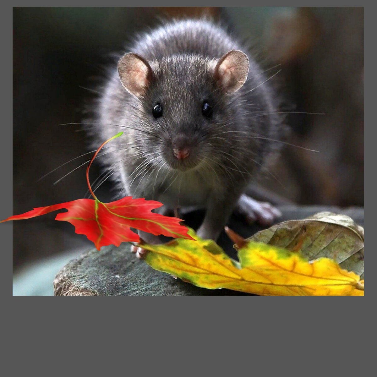 Крыса Краснодарского края