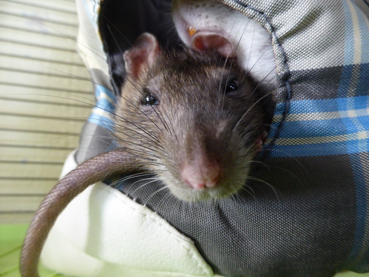 Мышь на задних лапах