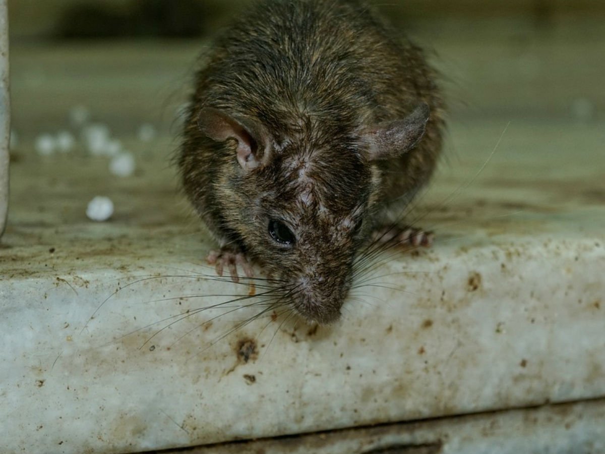 Крыса перегрызла кабель