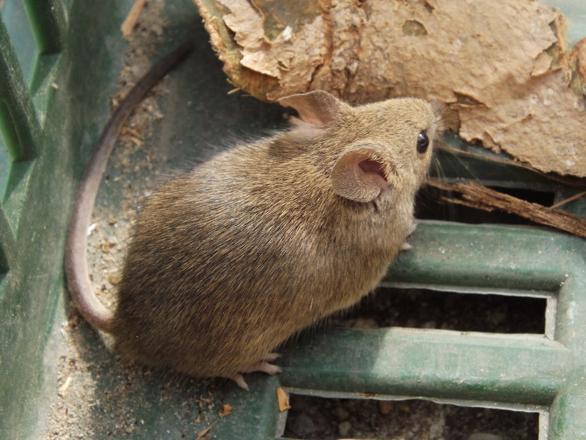 Пальмовая крыса