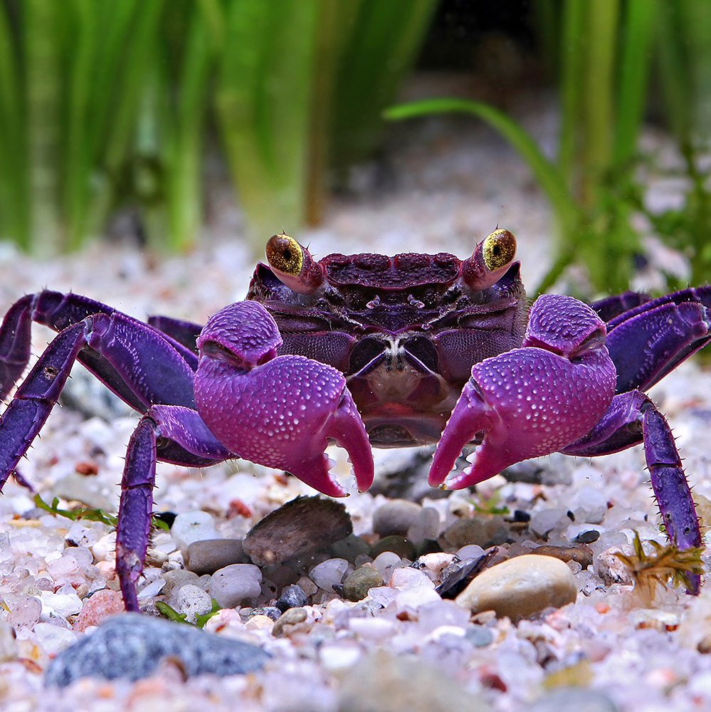 Тарантул питание