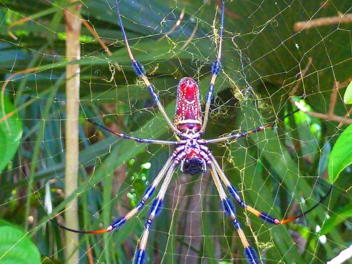 Euphrynichus amanica