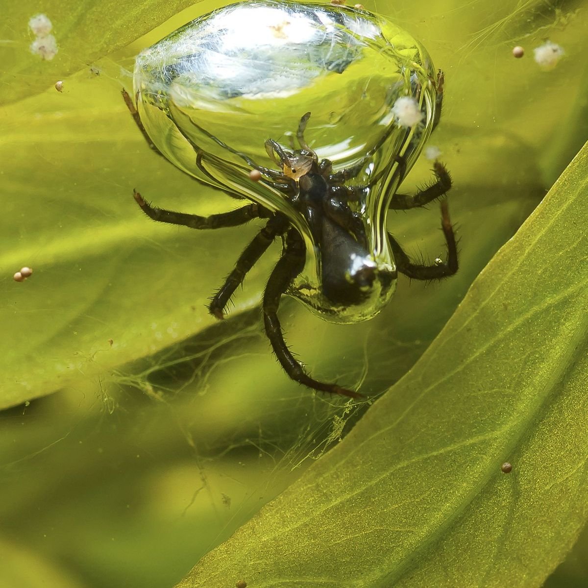 Паук водянка