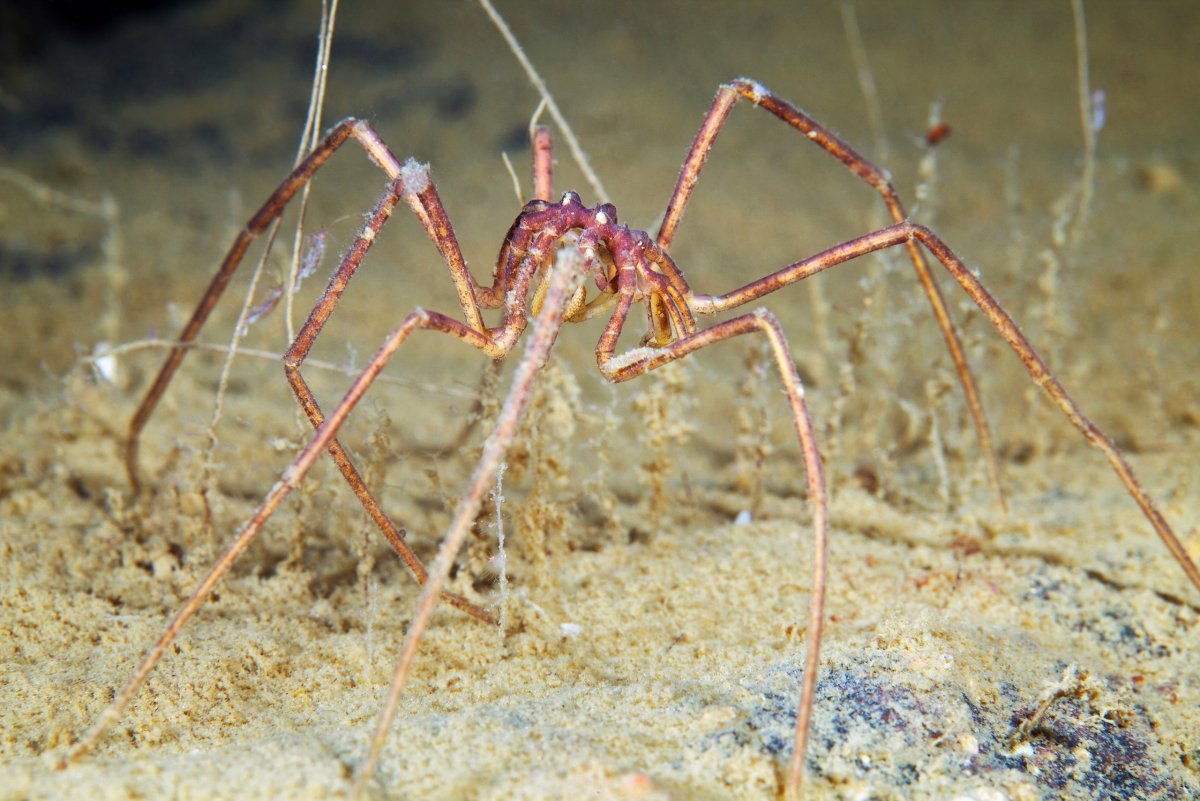 Паук Серебрянка Домовой паук