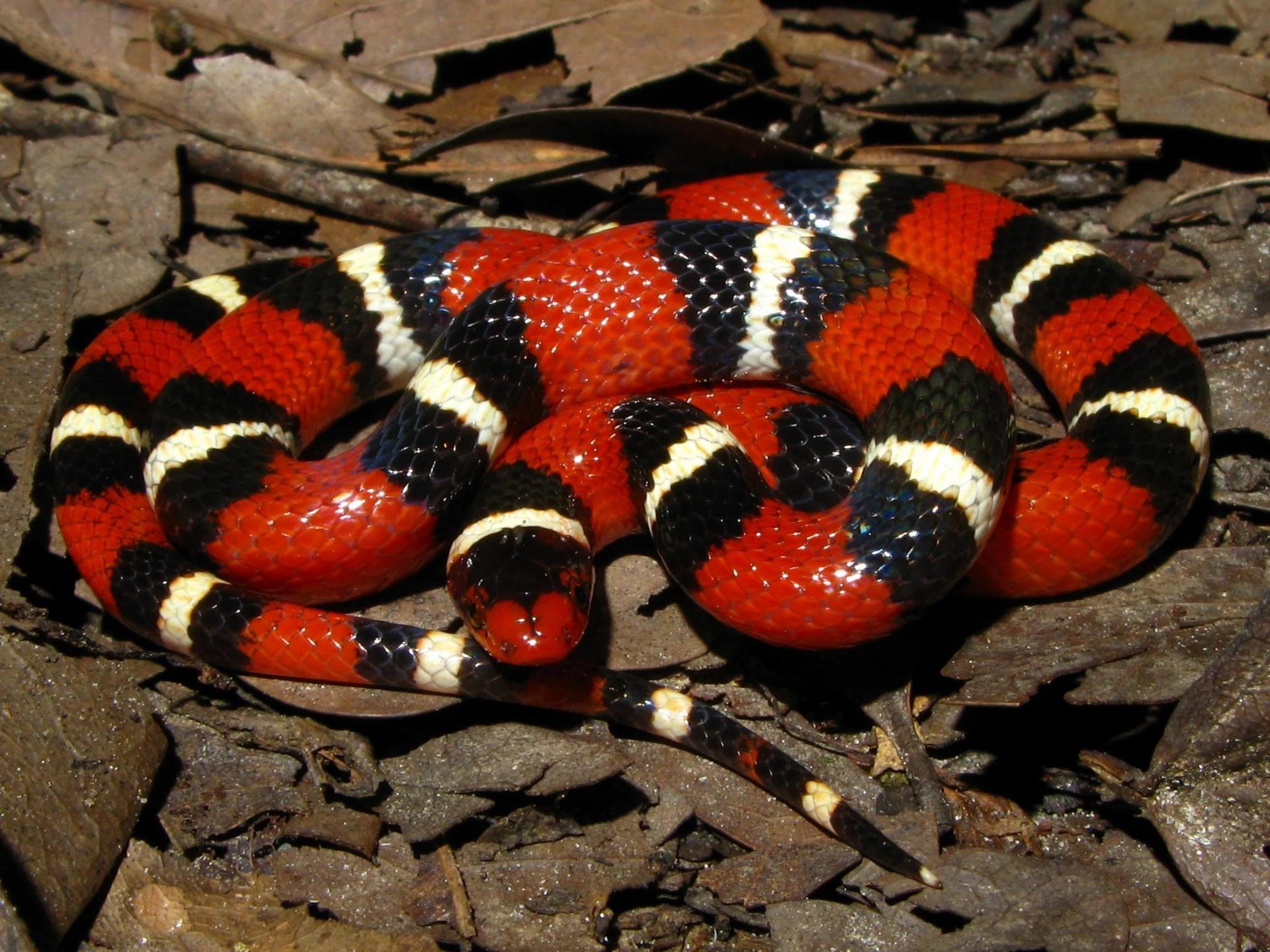 Предупреждающая окраска характеристика. Королевская синалойская молочная змея. Королевская змея Горная хуачукская. Аризонская Королевская змея. Молочная змея синалойская (Lampropeltis Triangulum sinaloae).