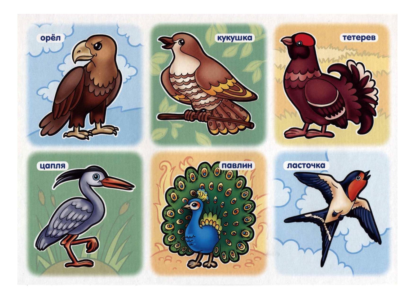 Птички игра для детей. Обучающие карточки для малыша. Птицы для детей. Развивающие карточки для дошкольников. Карточки для детей. Птицы.