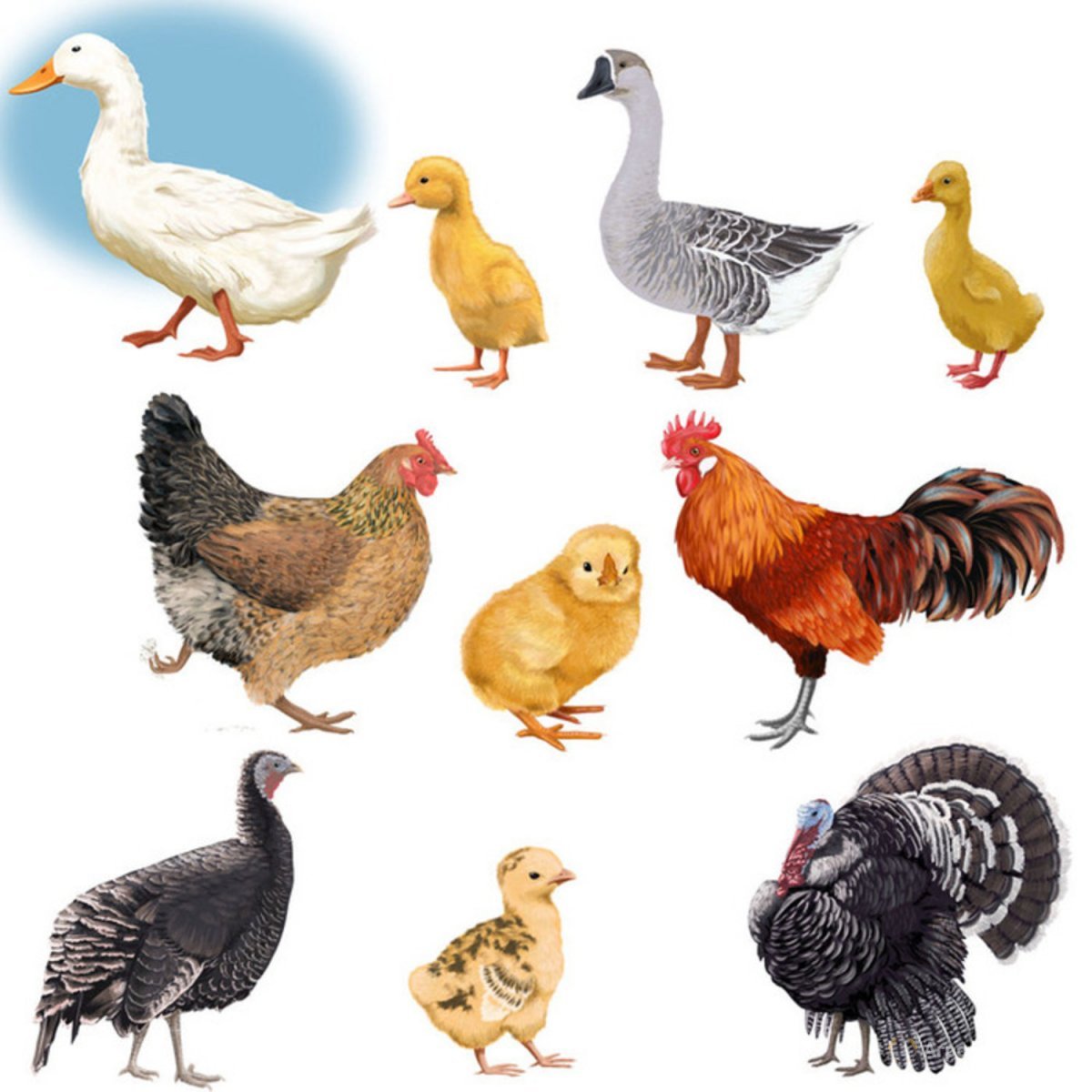 Мультяшные птички