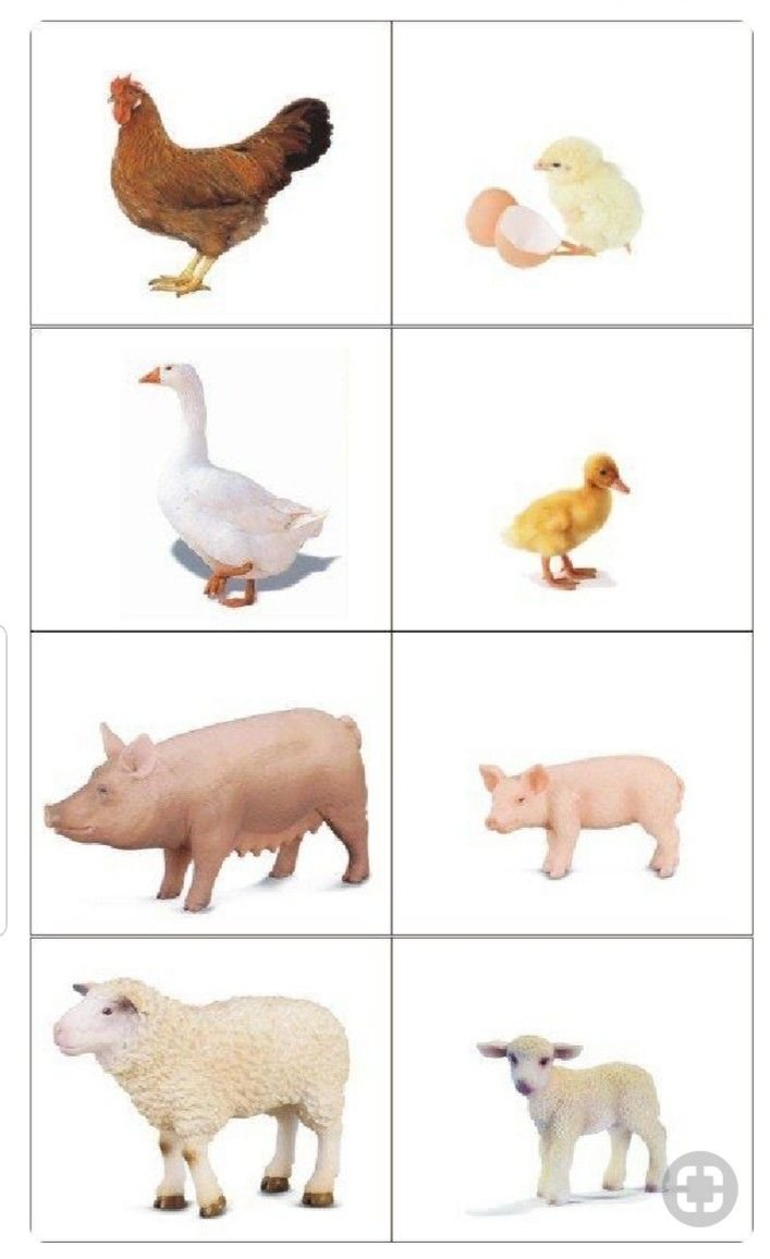 Мультяшные птицы