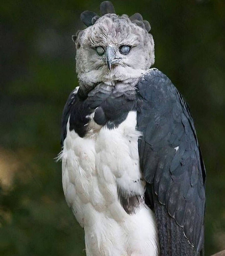 Harpy Eagle птица