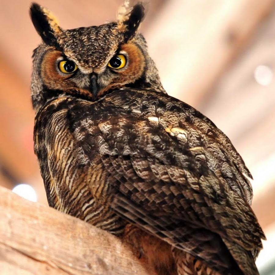 Бородатая неясыть размах крыльев