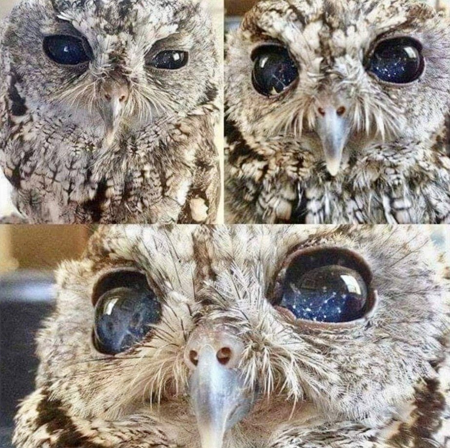 Слепой Совенок Зевс