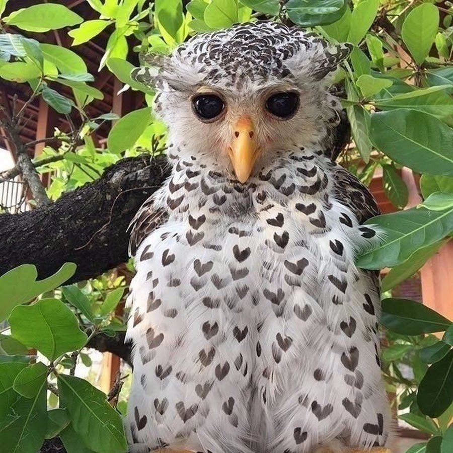 Непальский Филин