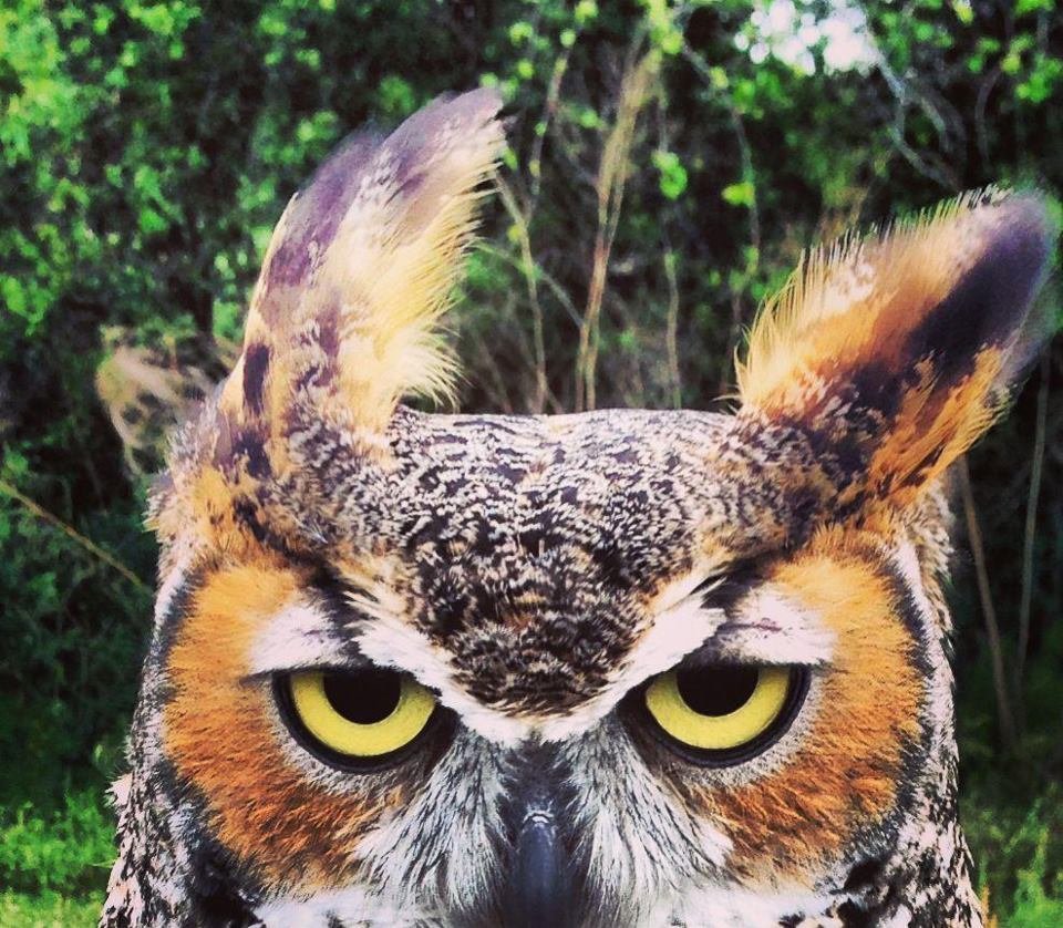 Воробьиный Сыч