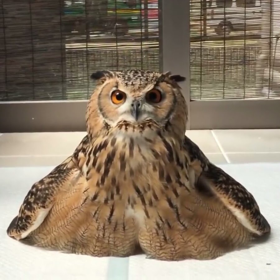 Толстый Филин