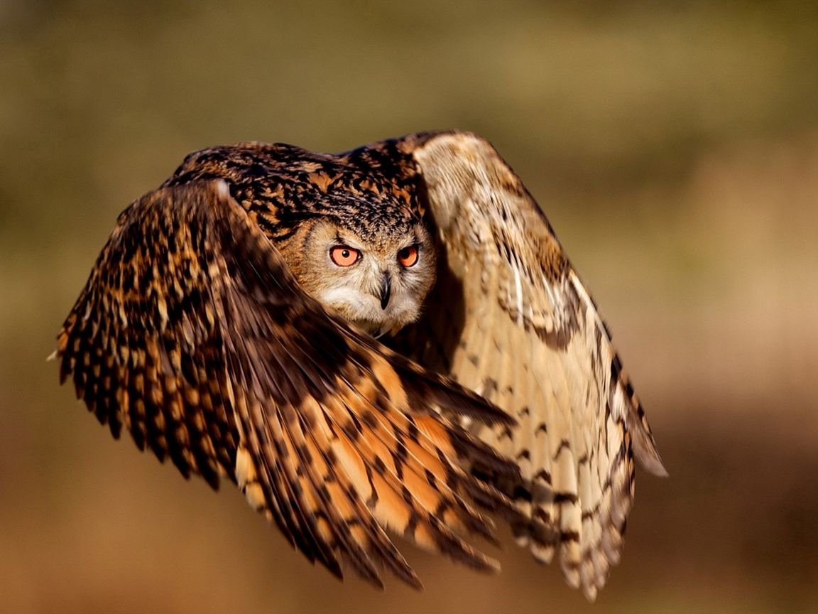 Сова размах крыльев плазма