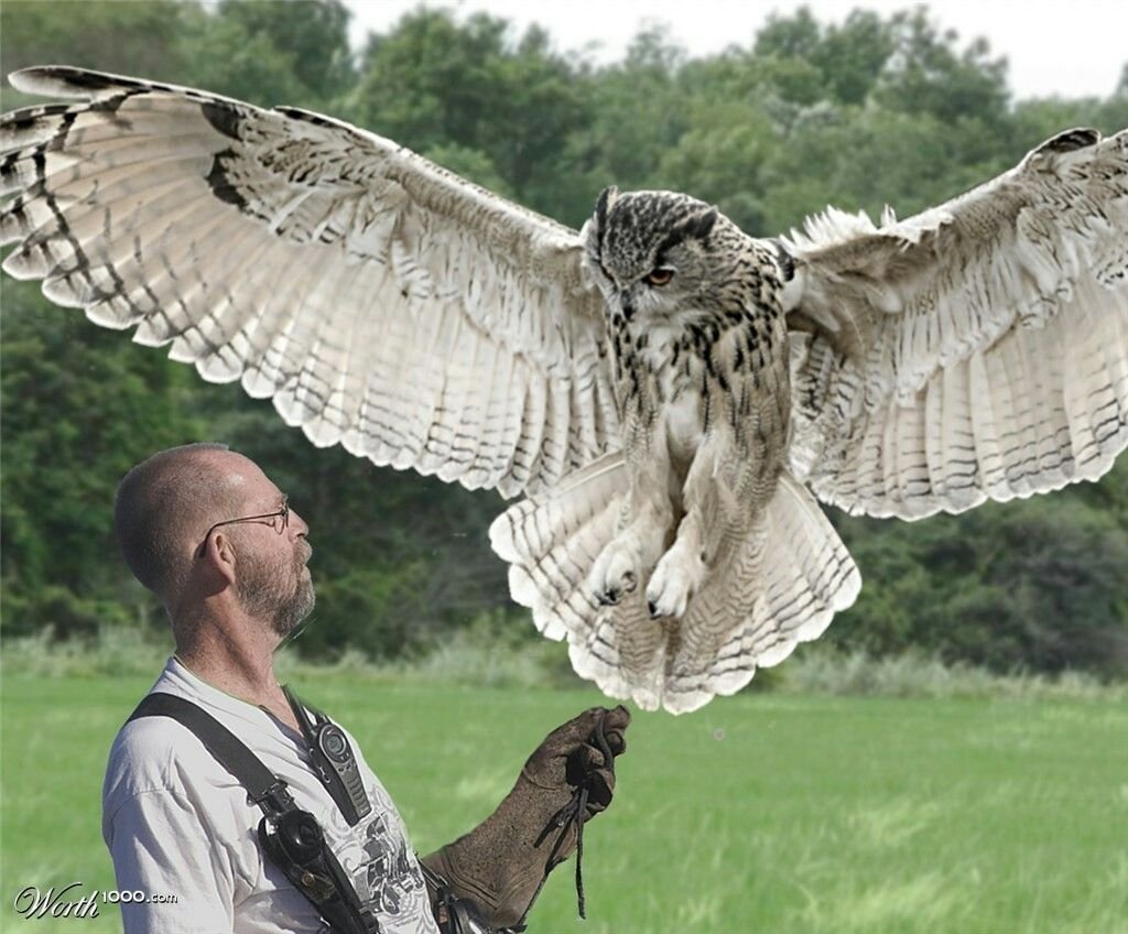 Самый большой Филин в мире