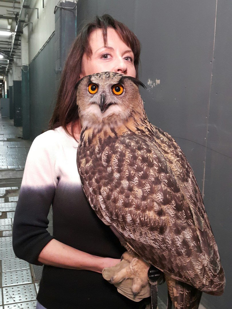 Большая Сова