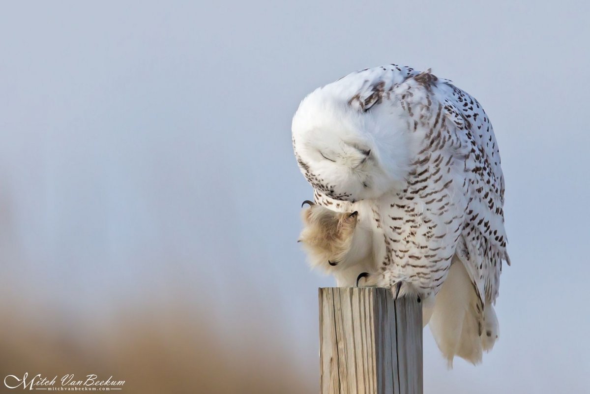 Полярная Сова и лемминги