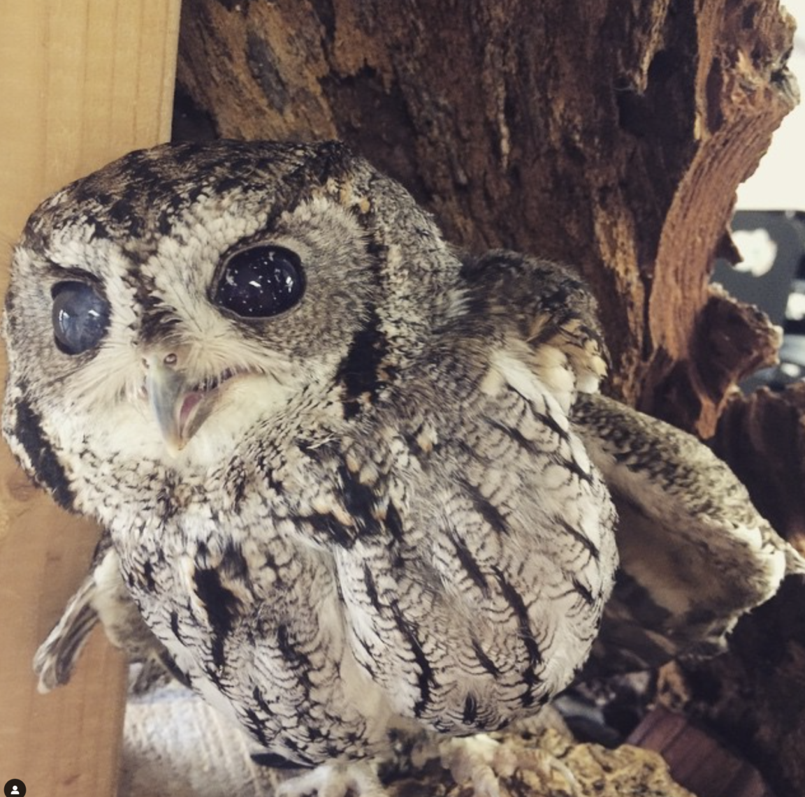 Сова породы Зевс