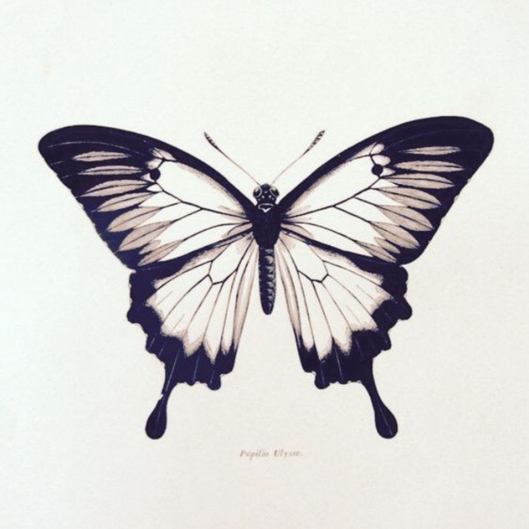 Тату бабочка чб