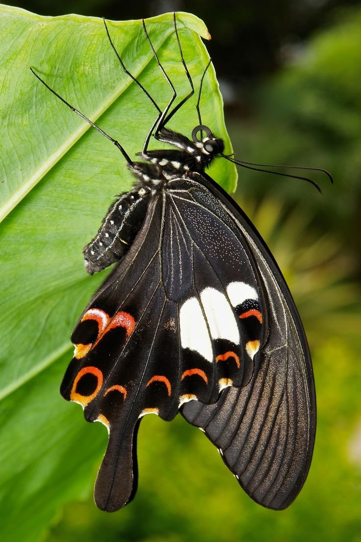 Papilio Helenus