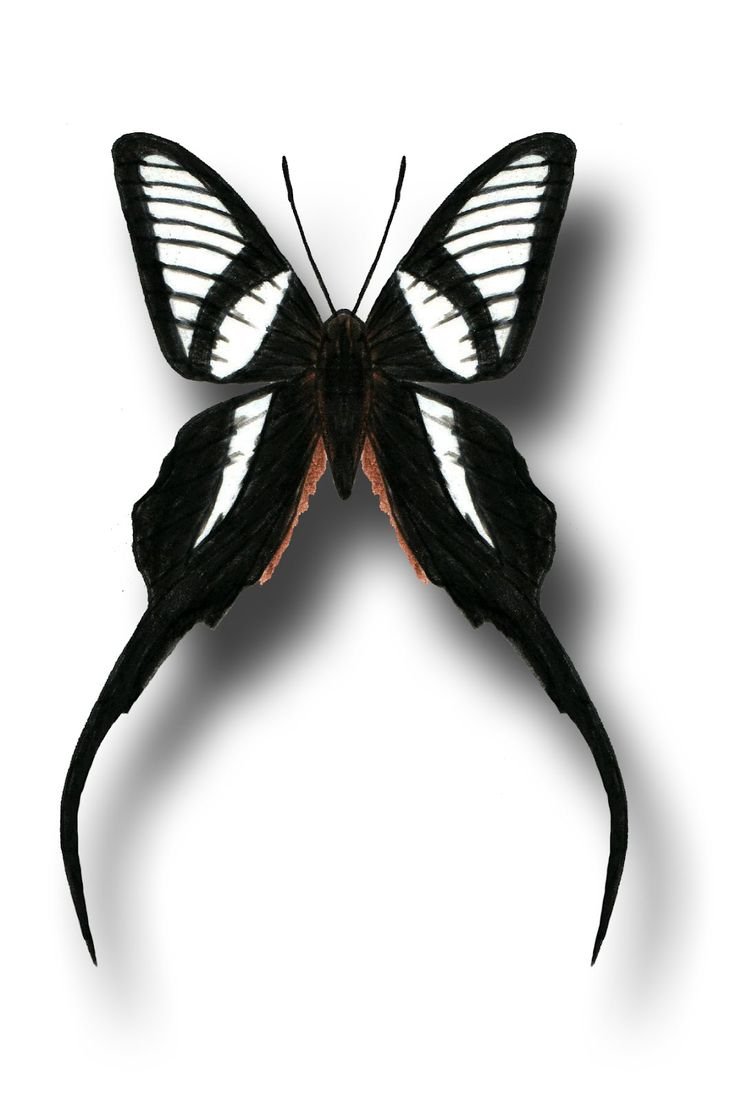 Бабочка с острыми крыльями