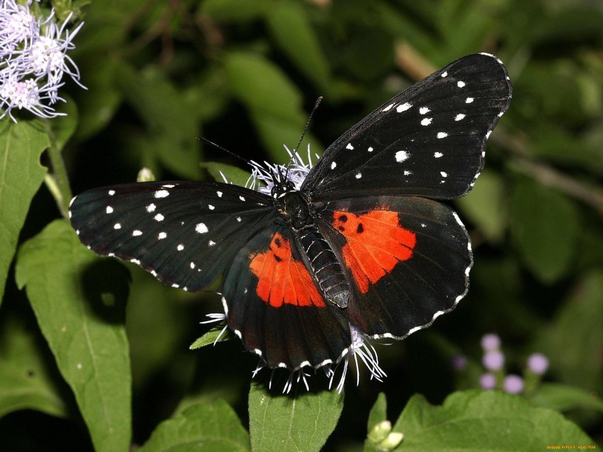 Черный Адмирал бабочка