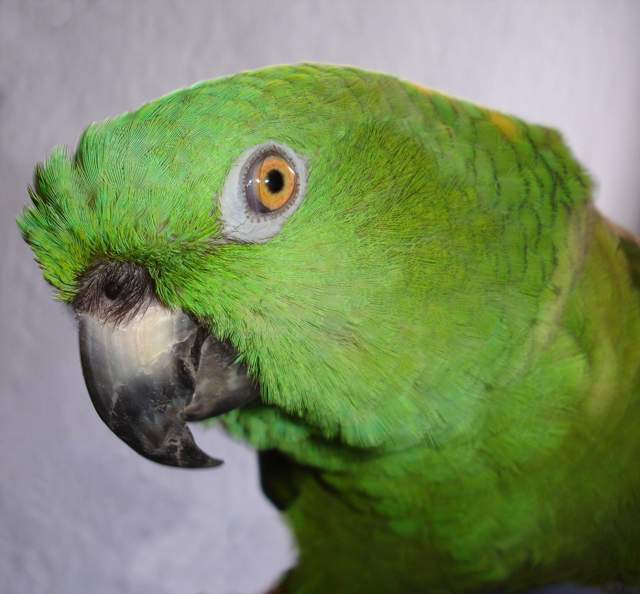 Зеленая затылка. Сенегальский попугай. Попугай желто зеленый Грин. Желтошейный Амазон. Голова попугая.