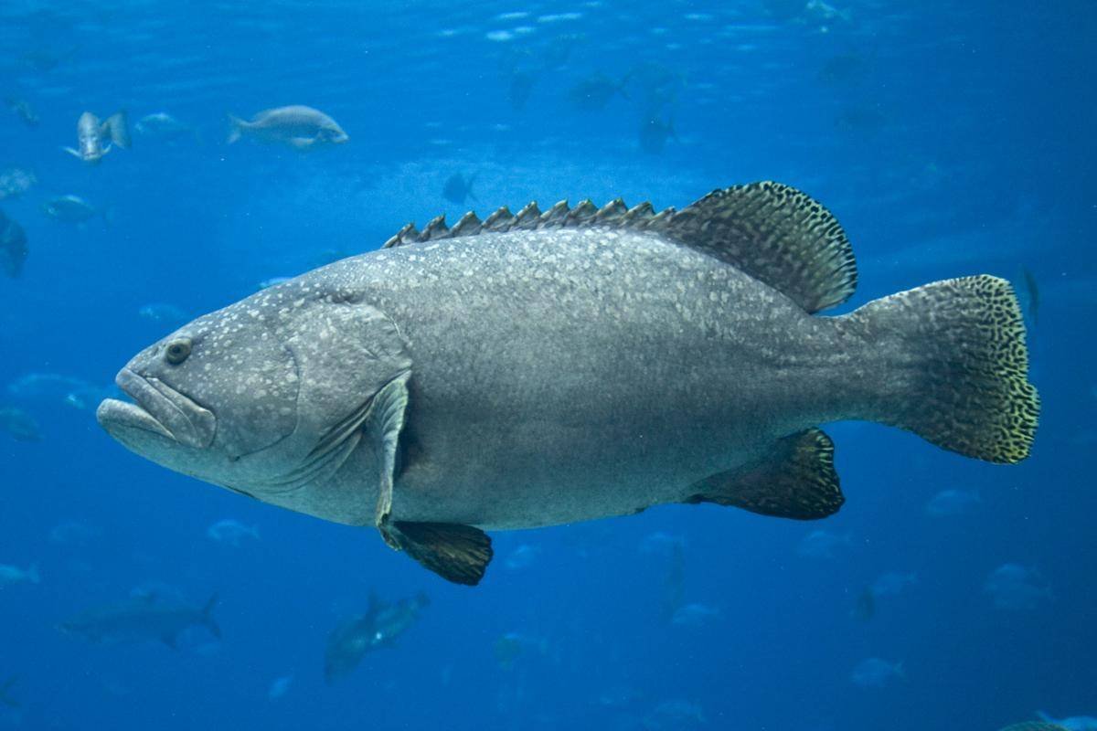 Морской Голиаф