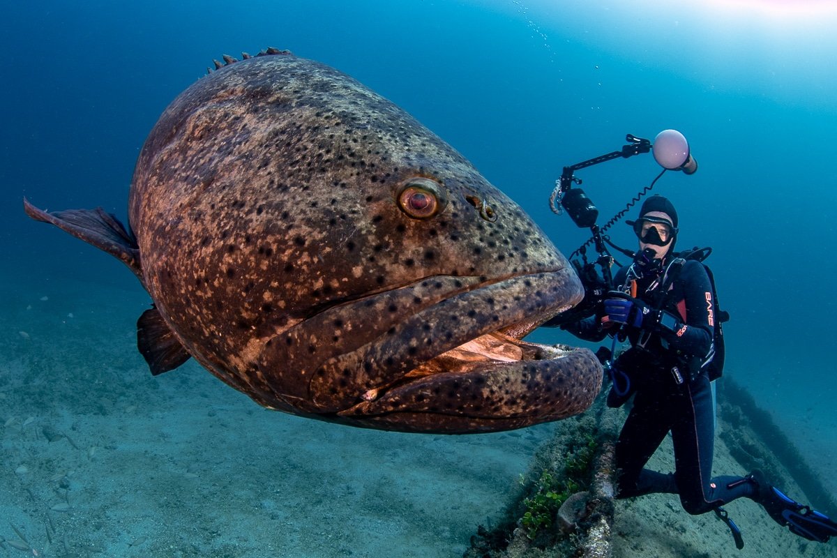 Групер Голиаф рыба