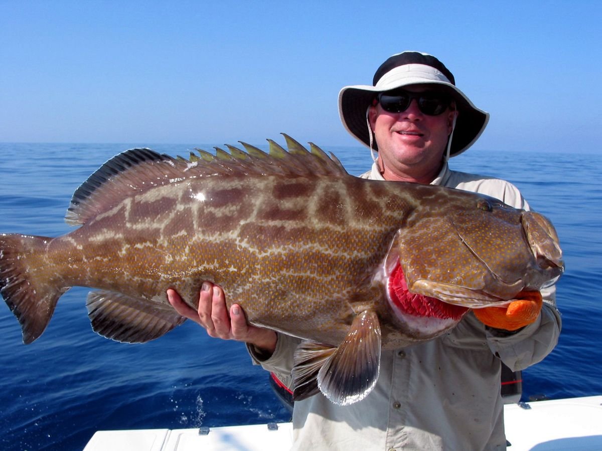 Групер Голиаф