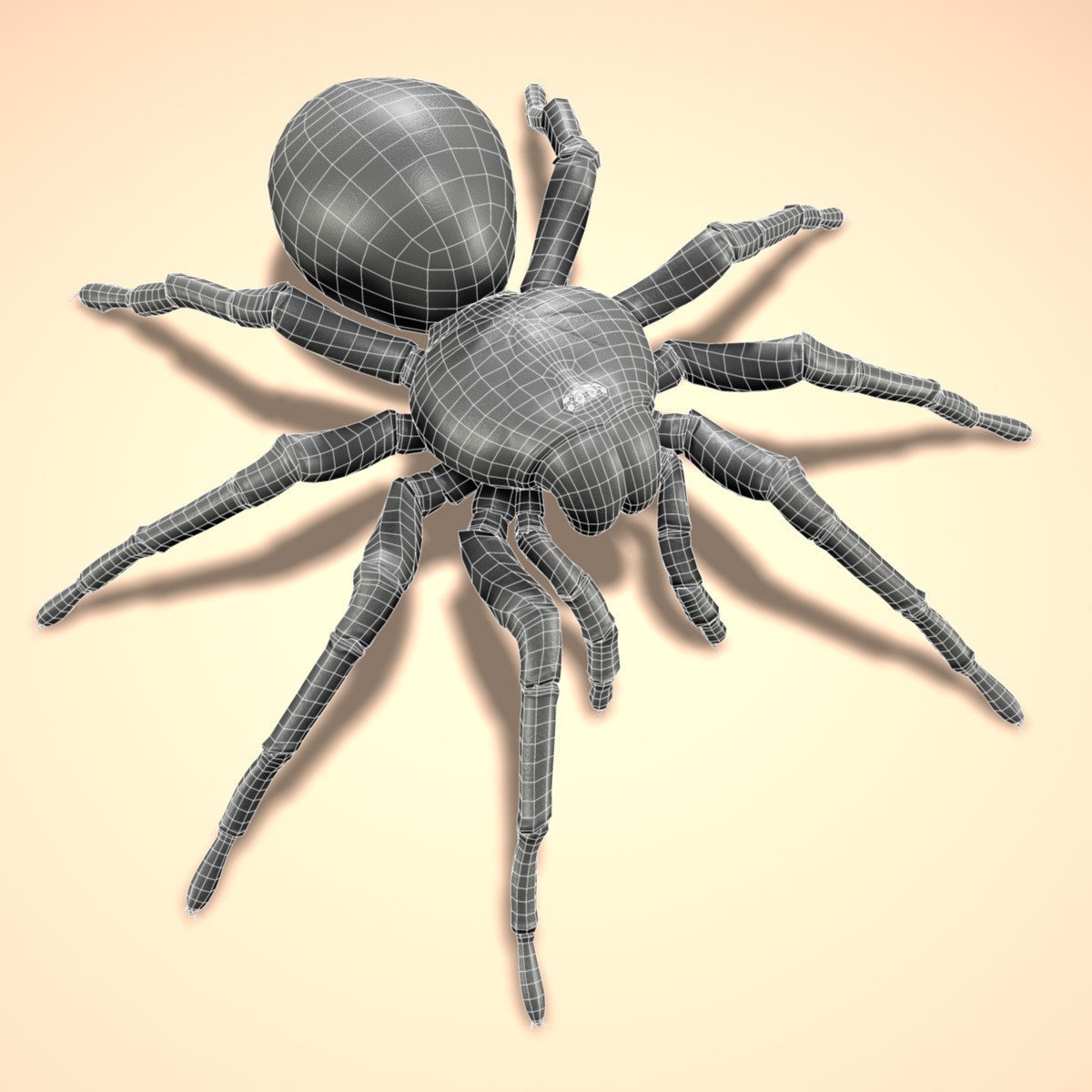 Как выглядит паук