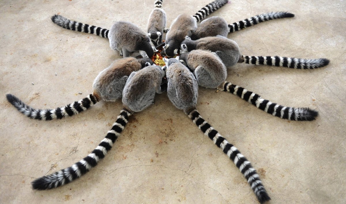 Необычные хвосты животных