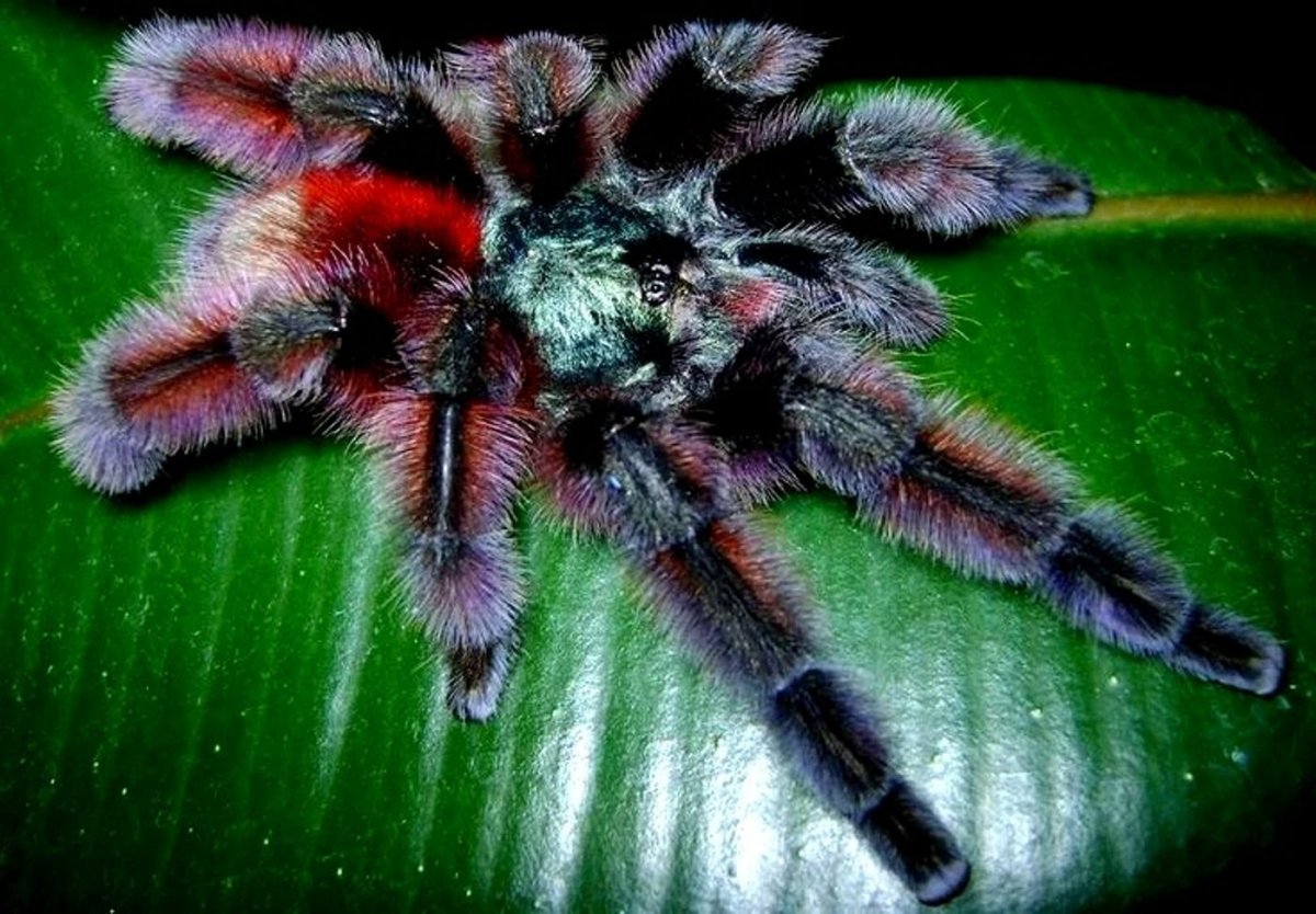 Паук птицеед Avicularia versicolor