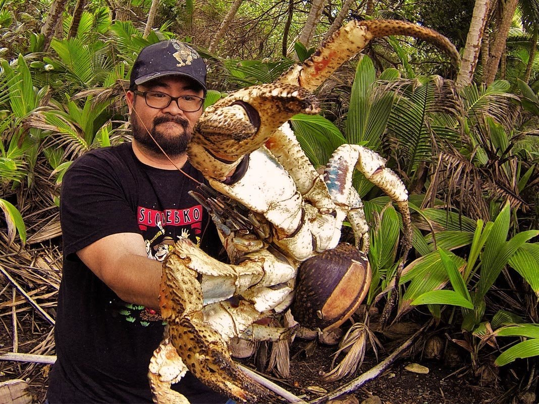 Огромный краб на дереве