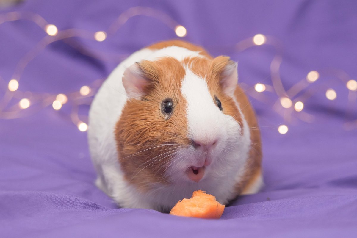 Морская Свинка Крестет