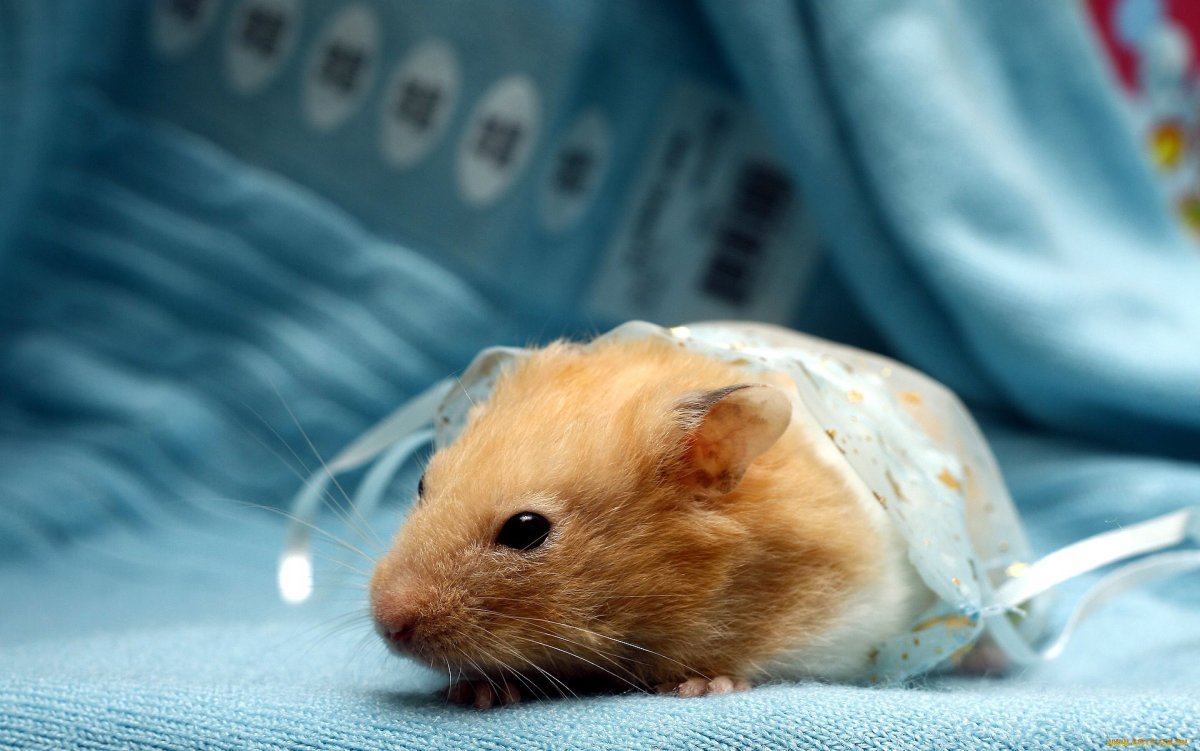 Картинки на рабочий стол хомячки