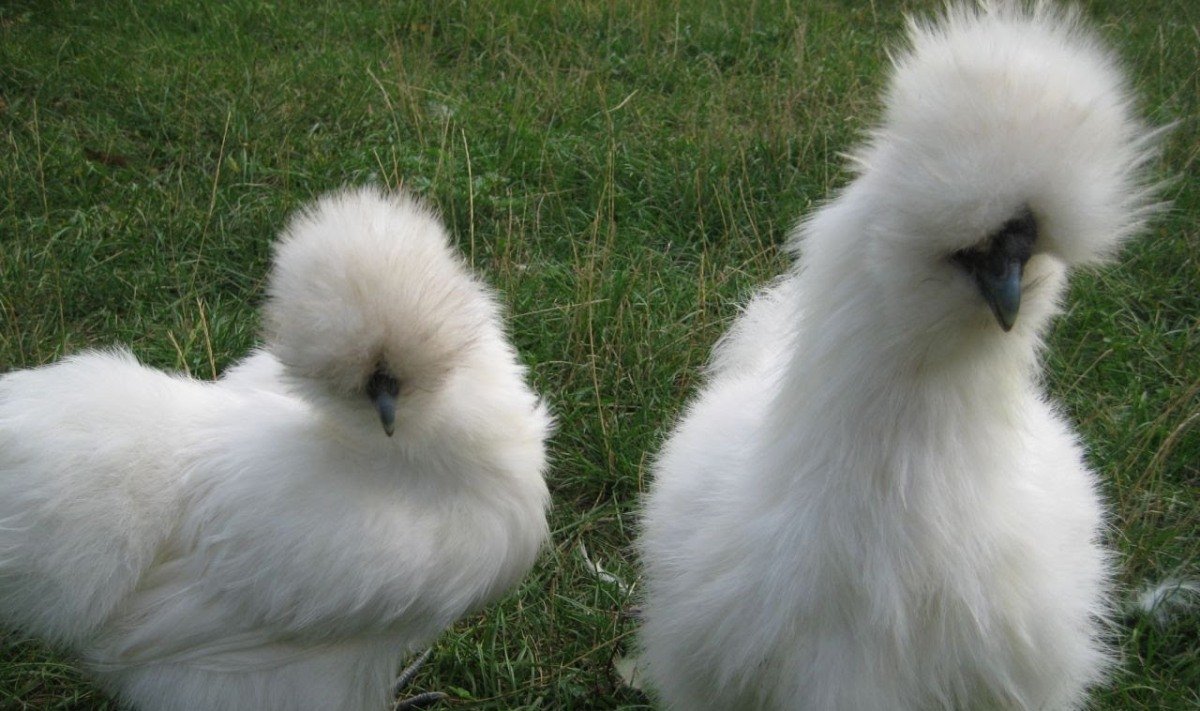 Китайские шелковые куры