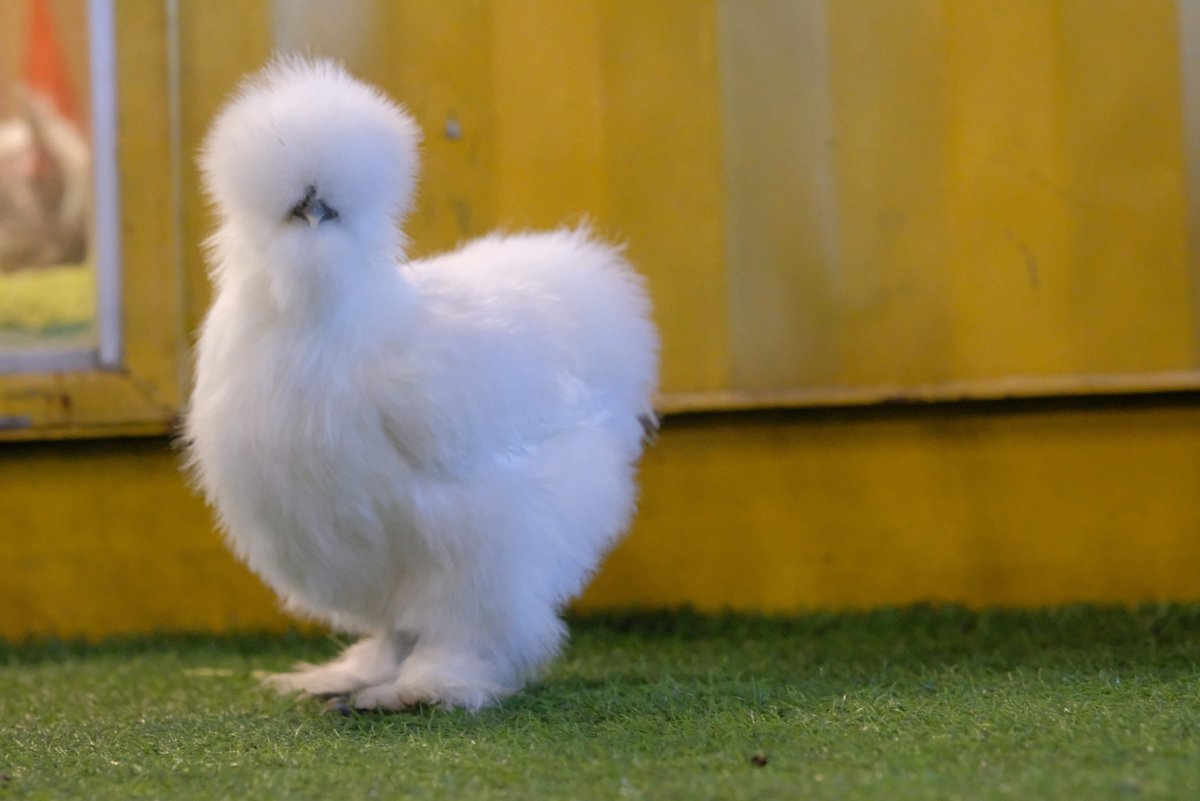 Китайская шелковая (Silkie Bantam)