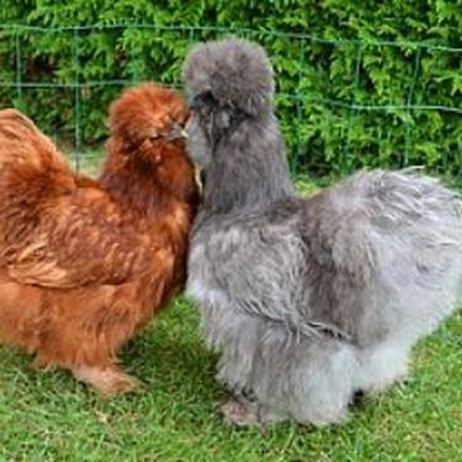 Голландская шелковая порода кур