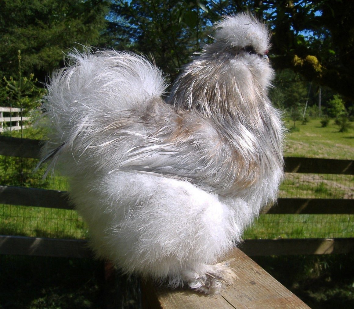 Китайская хохлатая курица фото