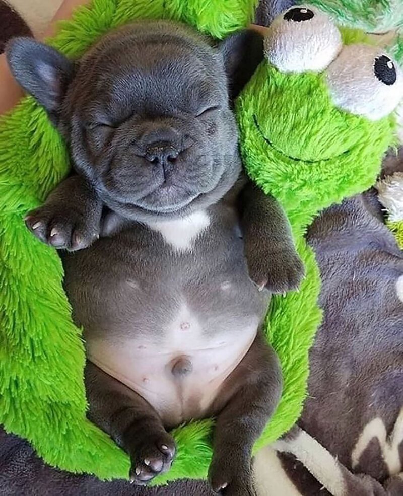 Чихуахуа шивава