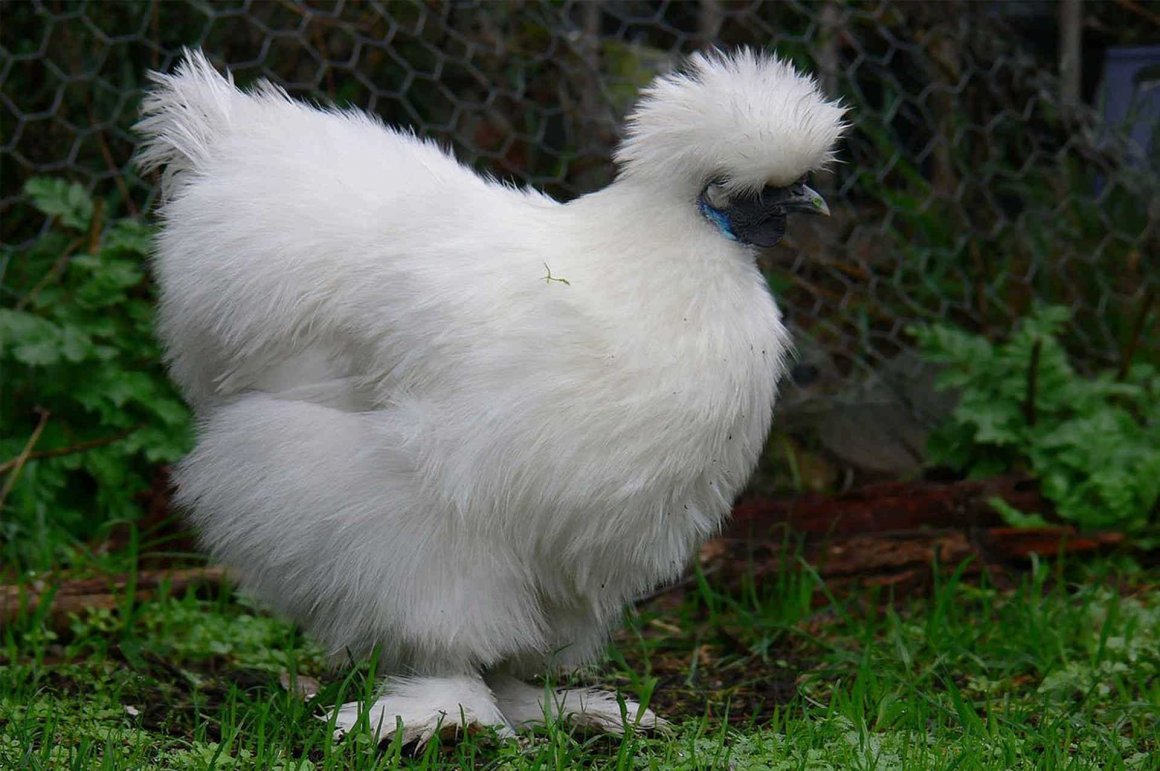 Китайская шелковая Далматин