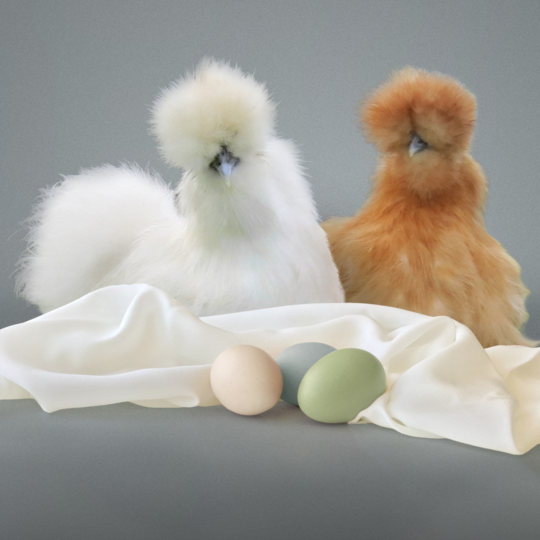 Китайские шелковые куры