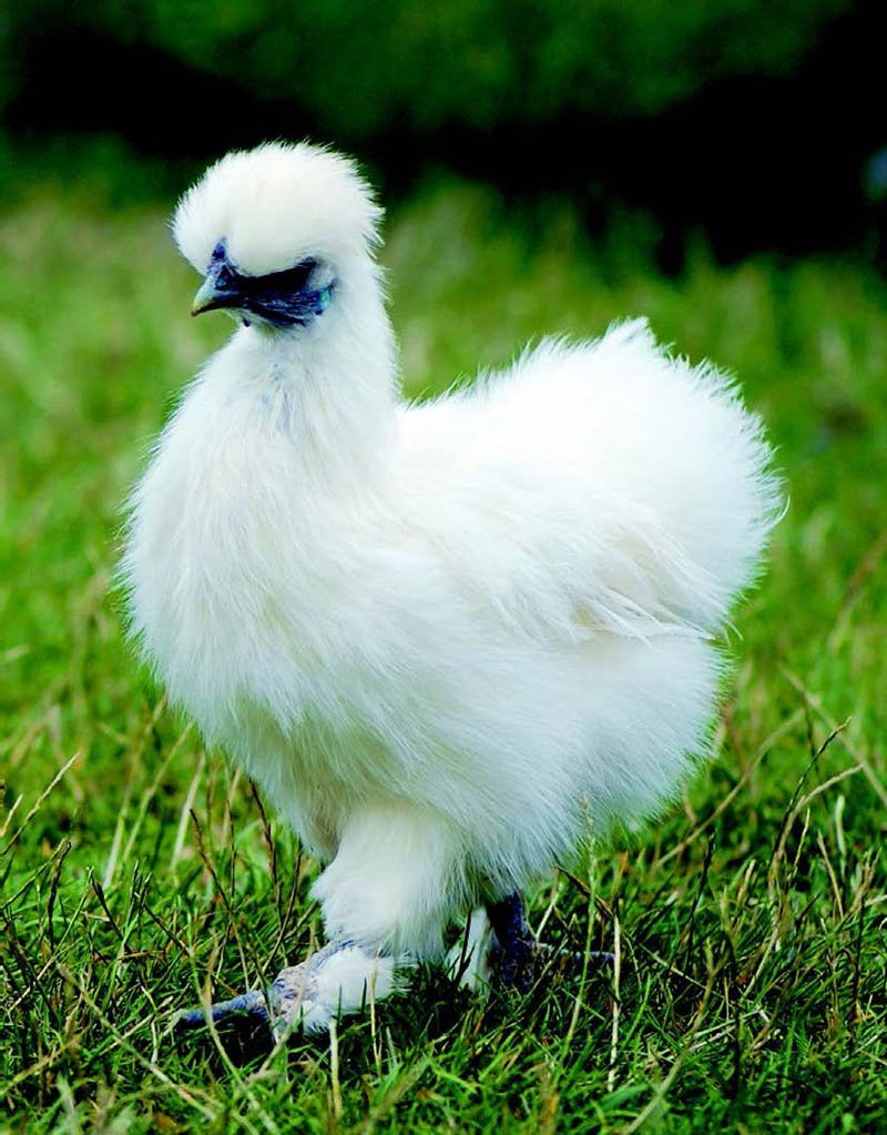 Китайская шелковая (Silkie Bantam)