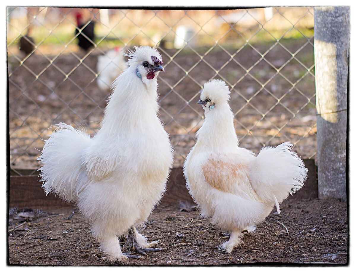 Куры породы китайская шелковая Силк
