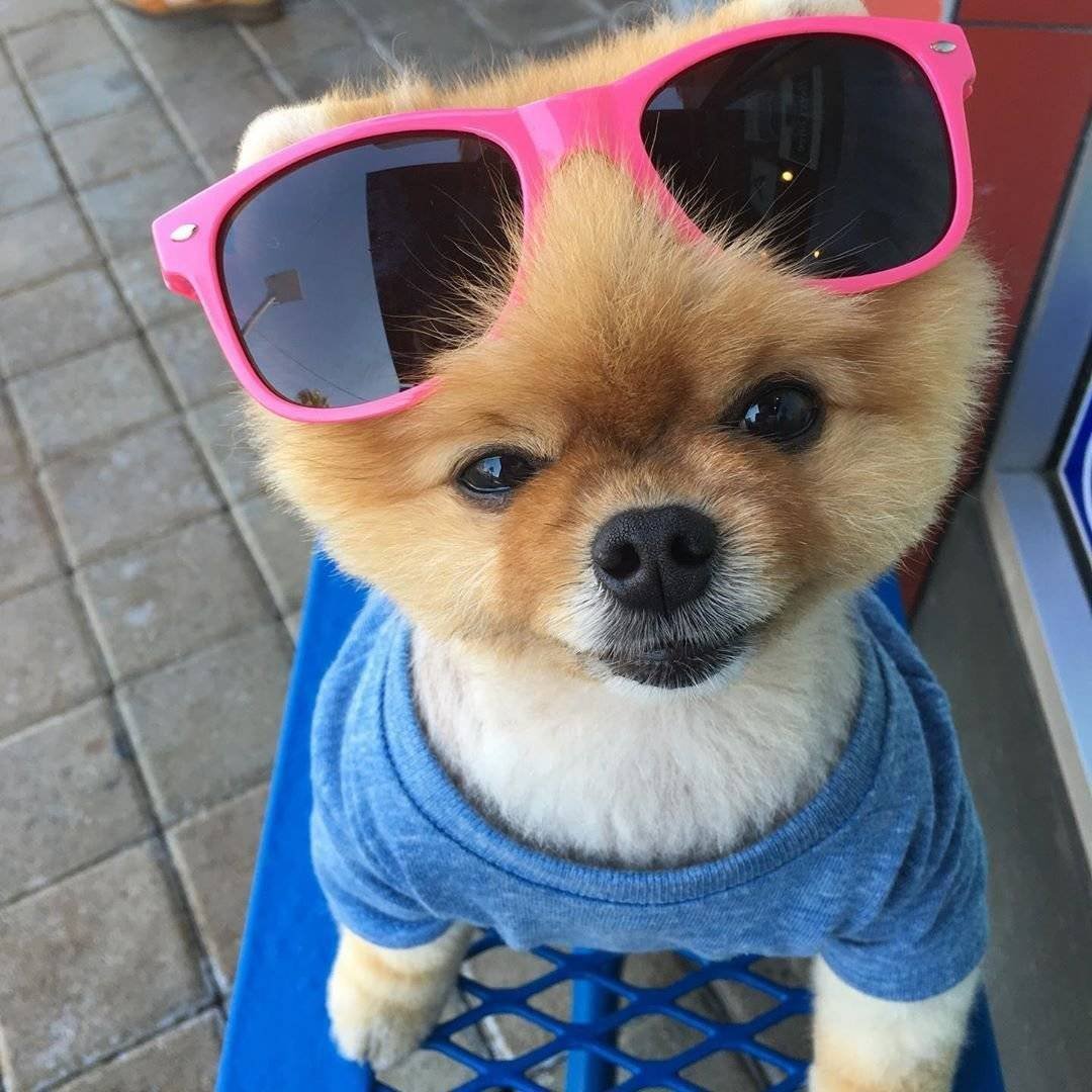 Померанский шпиц jiffpom